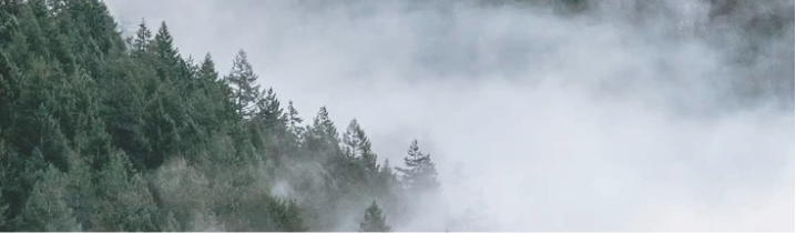 forest with low clouds