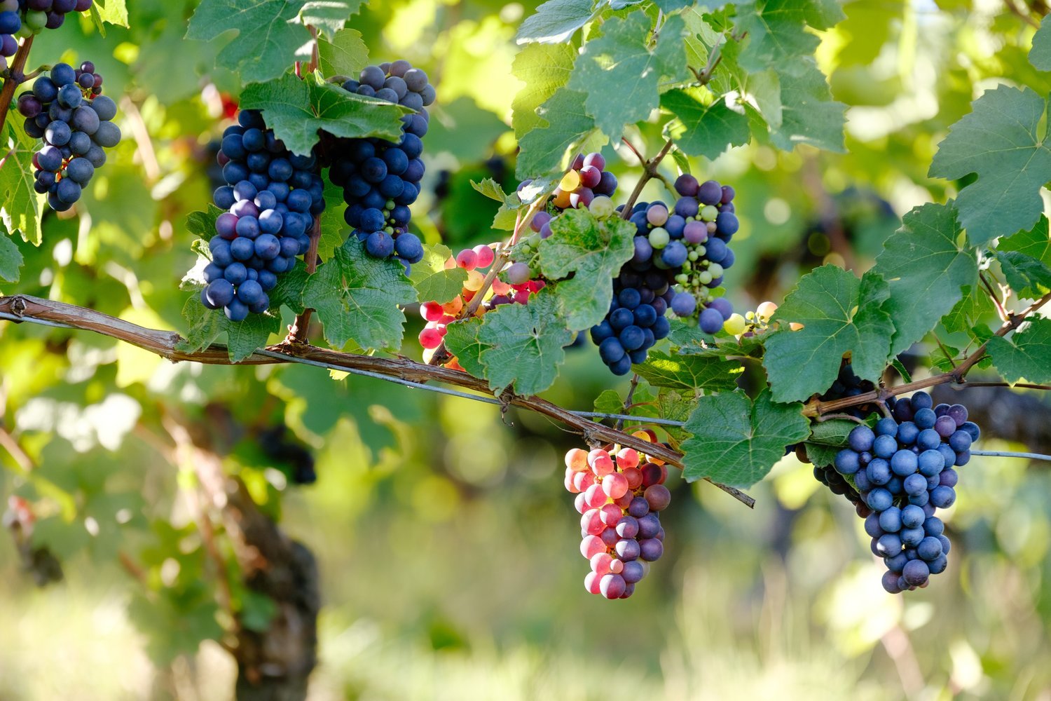 photo of grapes hanging from a vine